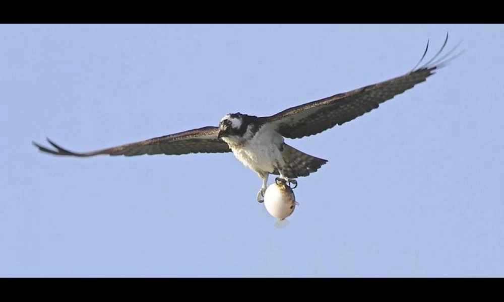 Θανάσιμο γεύμα: Αετός "γράπωσε" δηλητηριώδες μπαλονόψαρο